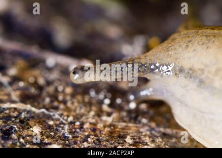 Parmacella valenciennii Slug Stockfoto