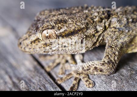 Maurischer Gecko (Tarentola Mauritanica) Stockfoto