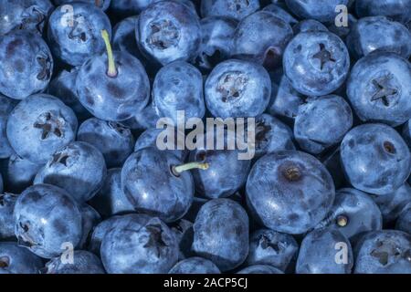 Odessa, Ukraine, Osteuropa. 26 Mär, 2019. Detail der Blaubeeren. Makro Trucking erschossen. Ansicht von oben. Bog bilberry, Blueberry, nördlichen Heidelbeere oder Western blueberry Credit bog: Andrey Nekrasov/ZUMA Draht/Alamy leben Nachrichten Stockfoto