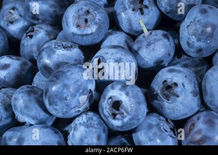 Odessa, Ukraine, Osteuropa. 26 Mär, 2019. Detail der Blaubeeren. Makro Trucking erschossen. Ansicht von oben. Bog bilberry, Blueberry, nördlichen Heidelbeere oder Western blueberry Credit bog: Andrey Nekrasov/ZUMA Draht/Alamy leben Nachrichten Stockfoto