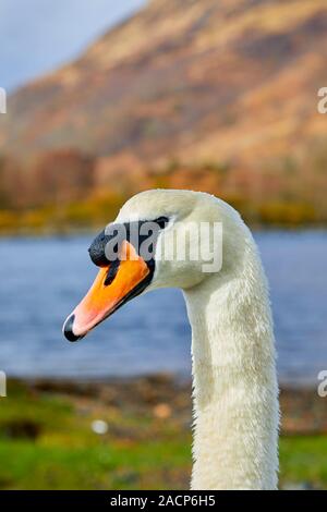 Kopf einer höckerschwan (Cygnus olor) am Loch Etive, Schottland Stockfoto