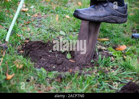 Close-up Schaufel gräbt ein Loch in einer Wiese Baum in Bayern, Deutschland zu pflanzen Stockfoto