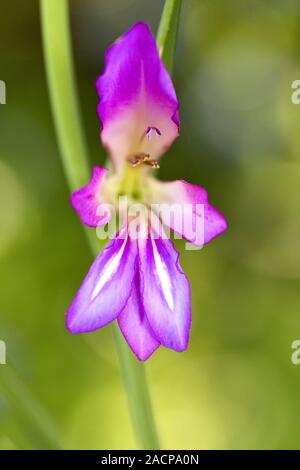 Wilden Gladiolen (Gladiolus illyricus) Stockfoto