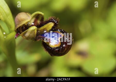 Spiegel Biene Orchidee (Ophrys Speculum) Stockfoto