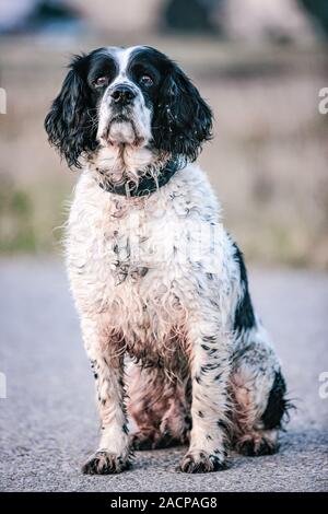 Eine klatschnasse English Springer Spaniel sitzt aufmerksam auf dem Feldweg und wartet auf seinen Besitzer zu pfeifen. Stockfoto