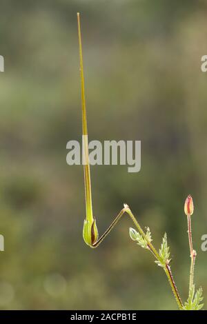 Botrys long-beaked Storksbill (Erodium) Stockfoto