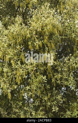 Blumen von Steineichen (Quercus ilex) Baum Stockfoto