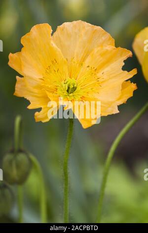 Big Orange poppy flower Stockfoto