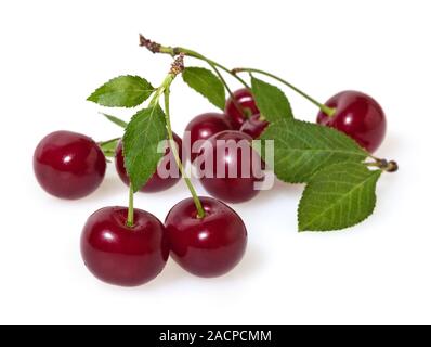 Kirschen mit Blättern auf weißem Hintergrund Stockfoto