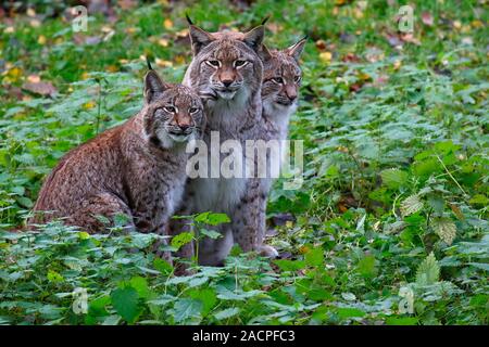 Eurasischen Luchs (Lynx lynx), Damm mit zwei Kätzchen, sitzen nebeneinander, Captive, Deutschland Stockfoto