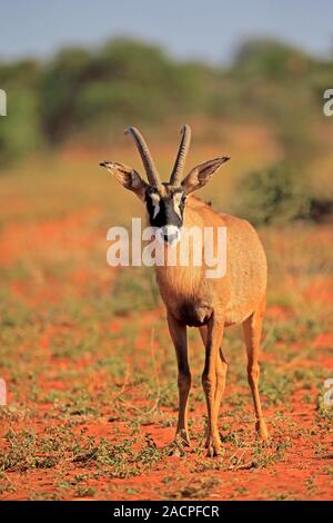 Roan Antilope (Hippotragus Spitzfußhaltung), Erwachsene, Tswalu Game Reserve, Kalahari-Wüste, Nordkap, Südafrika Stockfoto