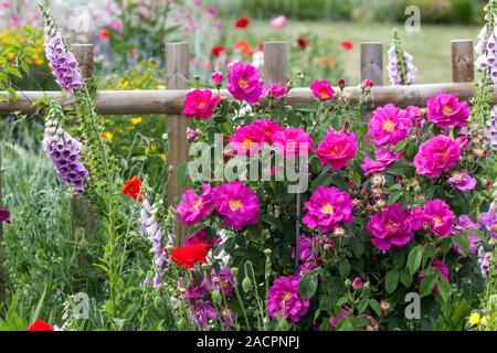 Schöne rosa Rose Cottage Garten am Holzzaun Digitalis, Blumen Zaun Stockfoto