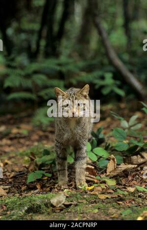 Schottische Wildkatze (Felis silvestris grampia). Weiblich. Captive Wildwood Trust, Kent, Großbritannien Stockfoto