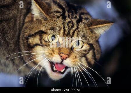 Die europäische Wildkatze (Felis silvestris silvestris) unverlierbaren Männlich Stockfoto