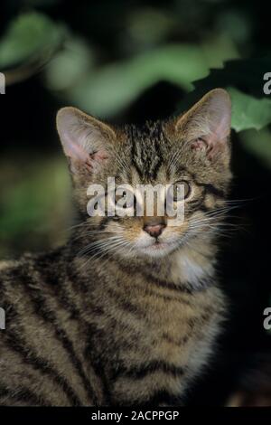 Schottische Wildkatze (Felis silvestris grampia). Kätzchen. Captive Stockfoto