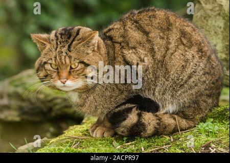 Schottische Wildkatze (Felis silvestris grampia). Männlich. Captive Port Lympne Wild Animal Park Stockfoto