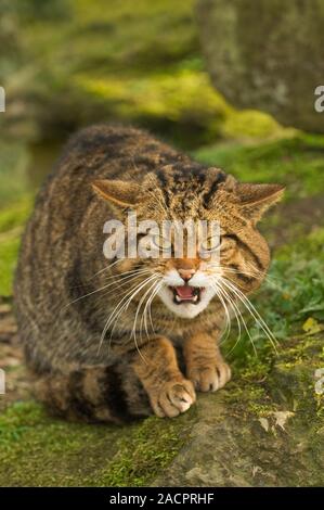 Schottische Wildkatze (Felis silvestris grampia). Weibliches Knarren. Captive Port Lympne Wild Animal Park Stockfoto