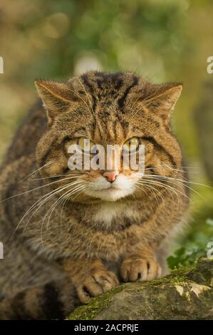 Schottische Wildkatze (Felis silvestris grampia). Weiblich. Captive Port Lympne Wild Animal Park Stockfoto