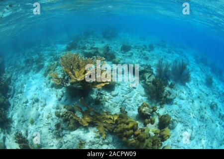 Flaches Riff unter Wasser im Meer der Karibik Stockfoto