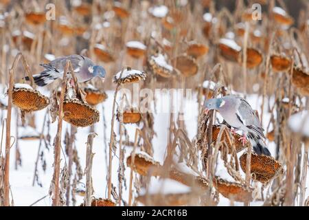 Waldtauben im Winter isst Sonnenblumenkerne Stockfoto
