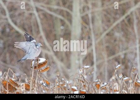 Waldtaube sitzt im Winter auf einer Sonnenblume Stockfoto