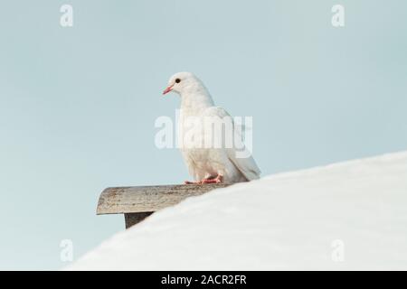 Weiße Taube sitzt auf einem verschneiten Dach Stockfoto