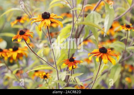 Rudbeckia triloba 'Prairie Glow' anzeigen Massen von orange Blüten in einer späten Sommer Garten Grenze. Großbritannien Stockfoto