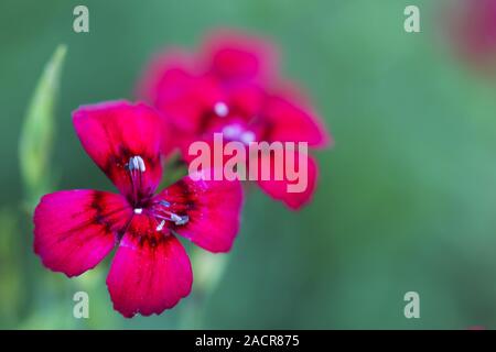 Maiden pink, Dianthus Canescens Stockfoto