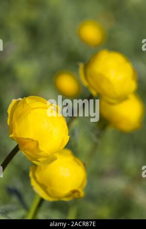 Globeflower, Kugel-finster blicken, Trollius europaeus in den Alpen, Österreich Stockfoto