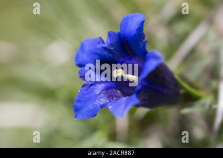 Clusius, Clusius der Enzian, Gentiana Clusii zwischen Felsen, Alpen Stockfoto