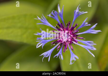 Montane Flockenblume, Centaurea montana, Berg Kornblume Stockfoto