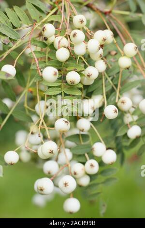 Der Orbus eburnea' Rowan Tree Anzeige von großen Clustern der weißen Beeren im frühen Herbst. Großbritannien Stockfoto