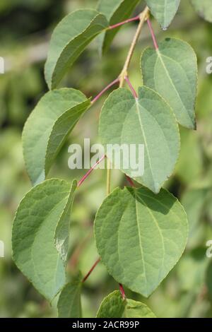 Herzförmige Blätter von Cercidiphyllum japonicum Pendel - weinend Katsura tree - im Spätsommer. Hauptversammlung Stockfoto