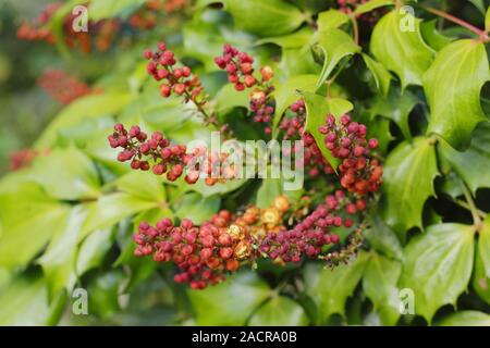 Mahonia nitens 'Kabarett' immergrüner Strauch, Darstellung von Markanten tief orange Blütenständen im Spätsommer - September. UK. Hauptversammlung Stockfoto