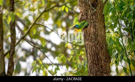 Ein Vogel Taiwan Barbet Angriff zu einem asiatischen Wespe aus der Bohrung, schützen das Nest auf Baum in Taipei Wald. Muller der Barbet ist ein bunter Vogel. Megalaima Stockfoto