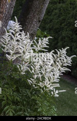 Pracht spar (astilbe) im Garten Stockfoto