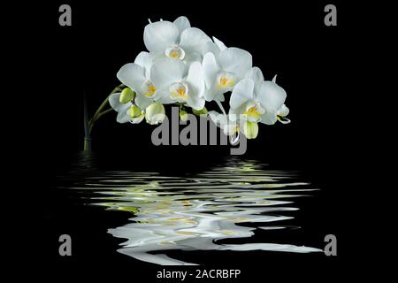 Weiße Orchidee mit Reflexion auf schwarzem Hintergrund Stockfoto