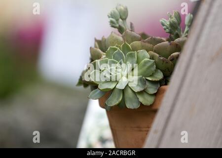 Echeveria elegans in Lehmtöpfen Stockfoto