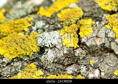 Rinde von Trauerweide und einem gelben Moss Stockfoto