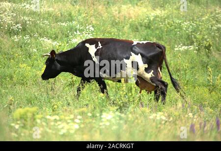 Kuh frisst grass Stockfoto