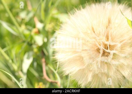 Extreme Makroaufnahme flauschige Löwenzahnsamen Stockfoto