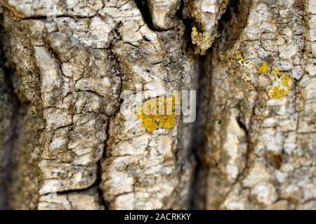 Weide Rinde Nahaufnahme Stockfoto