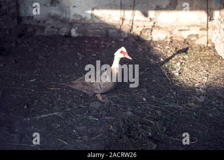 Weiße Hausgänse Wandern auf grünem Gras im Garten, Natur Tier Hintergrund, ländliche Szene Stockfoto