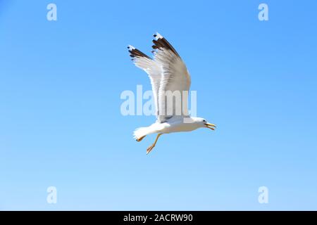 Fliegende Möwe gegen den blauen Himmel. Stockfoto