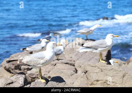 viele Möwen auf einem Felsen sitzen Stockfoto