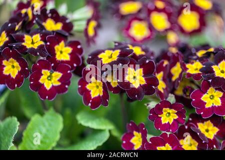 Primel Primula 'Lilac Lace" Primeln Stockfoto