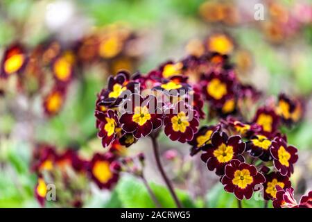 Primel Primula 'Victorian Silber Spitze "Primeln Stockfoto