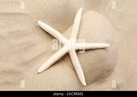 Weiße Seestern auf Sand Hintergrund. Hautnah. Stockfoto