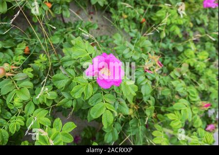 Tropfen Tau auf einem Wild Rose, Blüte rose Nach dem Regen Stockfoto