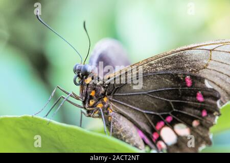 Parides Iphidamas Stockfoto